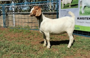 1X BOERBOK OOI/EWE FLOCK KARSTEN BOERBOKSTOET