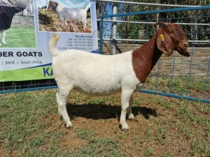 1X BOERBOK OOI/EWE FLOCK KARSTEN BOERBOKSTOET