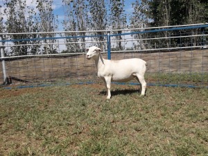 1X WIT DORPER OOI/EWE T5 KARSTEN BOERBOKSTOET