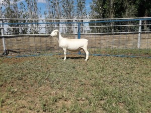 1X WIT DORPER OOI/EWE T5 KARSTEN BOERBOKSTOET