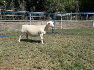 1X WIT DORPER OOI/EWE STUD KARSTEN BOERBOKSTOET