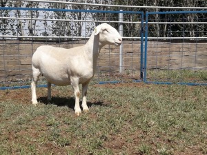 1X WIT DORPER OOI/EWE T5 KARSTEN BOERBOKSTOET