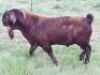 LOT 14 1X RAM STEPHANIE HANEKOM&nbsp; KUDDE - 2