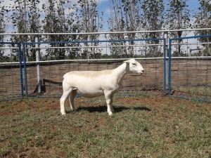 1X WIT DORPER OOI/EWE T5 KARSTEN BOERBOKSTOET