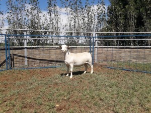 1X WIT DORPER OOI/EWE STUD KARSTEN BOERBOKSTOET