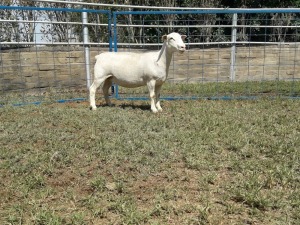 1X WIT DORPER OOI/EWE T5 KARSTEN BOERBOKSTOET