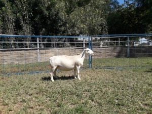 1X WIT DORPER OOI/EWE T5 KARSTEN BOERBOKSTOET