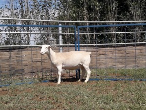 1X WIT DORPER OOI/EWE T5 KARSTEN BOERBOKSTOET