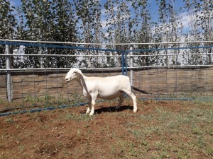 1X WIT DORPER OOI/EWE STUD KARSTEN BOERBOKSTOET