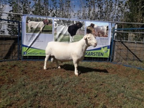 ONTREK - 1X WIT DORPER RAM KARSTEN BOERBOKSTOET