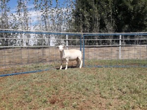 1X WIT DORPER OOI/EWE STUD KARSTEN BOERBOKSTOET