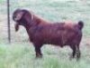 LOT 14 1X RAM STEPHANIE HANEKOM&nbsp; KUDDE - 3