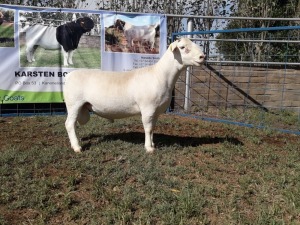 1X WIT DORPER RAM STUD KARSTEN BOERBOKSTOET