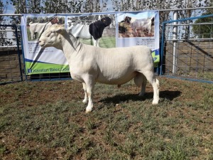 1X WIT DORPER RAM T5 KARSTEN BOERBOKSTOET