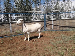 1X WIT DORPER OOI/EWE STUD KARSTEN BOERBOKSTOET