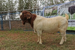 1X BOERBOK RAM STUD KARSTEN BOERBOKSTOET