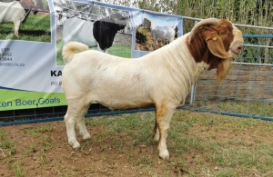 1X BOERBOK RAM FLOCK KARSTEN BOERBOKSTOET