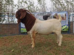 1X BOERBOK RAM FLOCK COLOUR KARSTEN BOERBOKSTOET