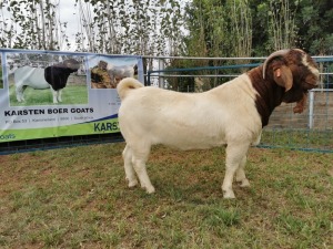 1X BOERBOK RAM STUD KARSTEN BOERBOKSTOET