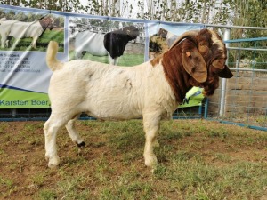 1X BOERBOK RAM FLOCK KARSTEN BOERBOKSTOET