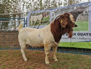 ONTREK - 1X BOERBOK RAM KARSTEN BOERBOKSTOET