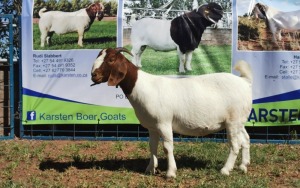 1X BOERBOK OOI/EWE STUD KARSTEN BOERBOKSTOET