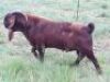 LOT 14 1X RAM STEPHANIE HANEKOM&nbsp; KUDDE - 4