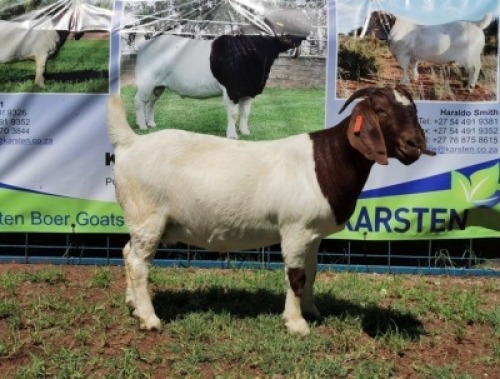 1X BOERBOK OOI/EWE FLOCK COLOUR KARSTEN BOERBOKSTOET