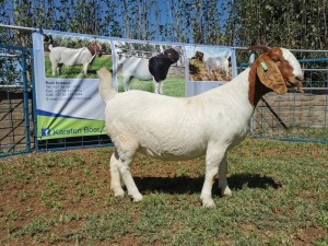 1X BOERBOK OOI/EWE STUD KARSTEN BOERBOKSTOET