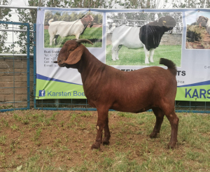 1X KALAHARI RED OOI/EWE FLOCK KARSTEN BOERBOKSTOET