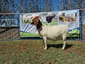 1X BOERBOK OOI/EWE FLOCK COLOUR KARSTEN BOERBOKSTOET