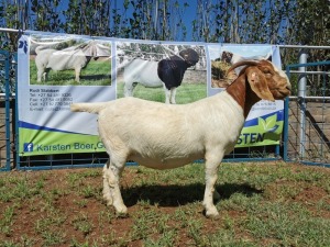 1X BOERBOK OOI/EWE FLOCK COLOUR KARSTEN BOERBOKSTOET