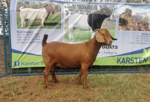 1X KALAHARI RED OOI/EWE FLOCK COLOUR KARSTEN BOERBOKSTOET