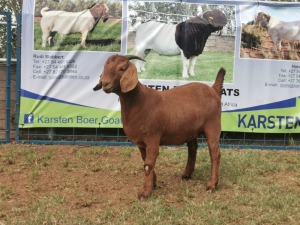 1X KALAHARI RED OOI/EWE PS KARSTEN BOERBOKSTOET