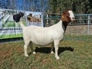 1X BOERBOK OOI/EWE FLOCK KARSTEN BOERBOKSTOET