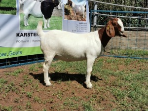 1X BOERBOK OOI/EWE STUD KARSTEN BOERBOKSTOET