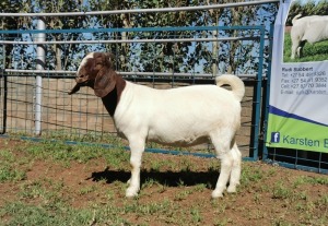 1X BOERBOK OOI/EWE FLOCK KARSTEN BOERBOKSTOET