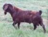 LOT 14 1X RAM STEPHANIE HANEKOM&nbsp; KUDDE - 5