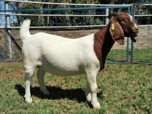 1X BOERBOK OOI/EWE STUD KARSTEN BOERBOKSTOET