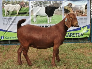 1X KALAHARI RED OOI/EWE FLOCK KARSTEN BOERBOKSTOET