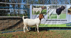 1X BOERBOK OOI/EWE STUD KARSTEN BOERBOKSTOET