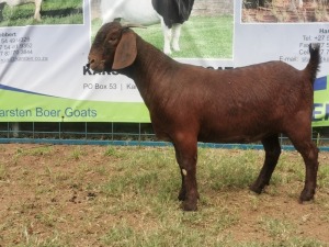 1X KALAHARI RED OOI/EWE PS KARSTEN BOERBOKSTOET