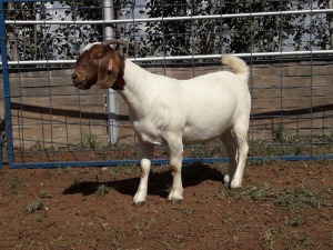 1X BOERBOK OOI/EWE STUD KARSTEN BOERBOKSTOET