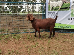 1X KALAHARI RED OOI/EWE PS KARSTEN BOERBOKSTOET