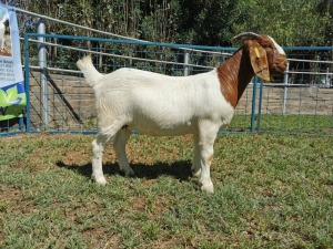 1X BOERBOK OOI/EWE FLOCK KARSTEN BOERBOKSTOET