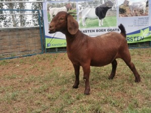 1X KALAHARI RED OOI/EWE FLOCK KARSTEN BOERBOKSTOET