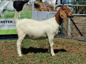 1X BOERBOK OOI/EWE STUD KARSTEN BOERBOKSTOET