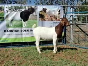 1X BOERBOK OOI/EWE STUD KARSTEN BOERBOKSTOET