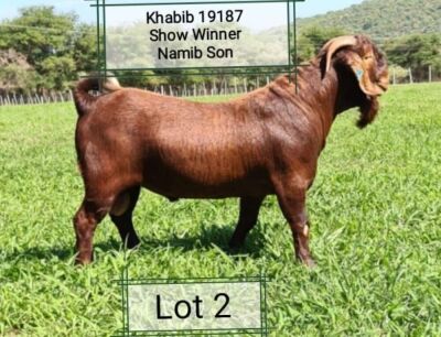 LOT 2 1X RAM Dhidejak Kalahari Reds STOET