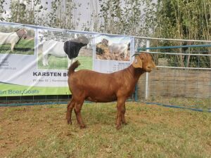 1X KALAHARI RED OOI/EWE PS KARSTEN BOERBOKSTOET